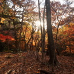 Thumbnail of post image 150