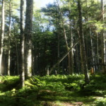 Thumbnail of post image 008
